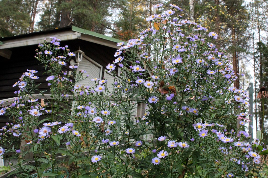 SYYSASTERIT RIEHAANTYIVAT KUKKIMAAN TÄYSILLÄ LOKAKUUSSA
