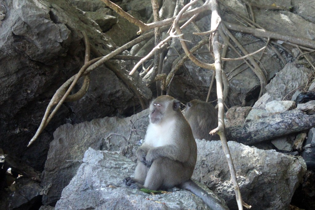 MONKEY BAYN MANNEKIINI