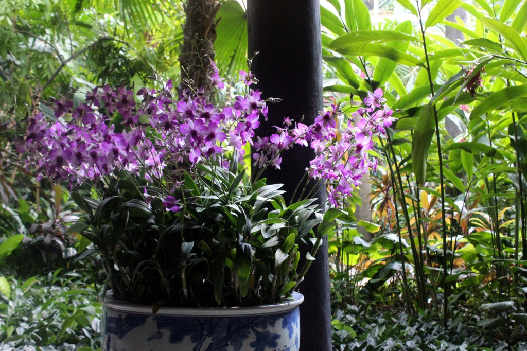 ORKIDEOJA JIM THOMPSONIN PUUTARHASSA