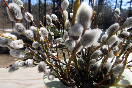 pajunkissojen aikaan