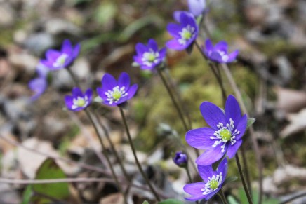 kevään ensimmäinen luontoretki