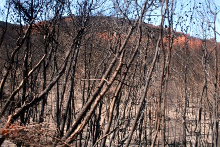 oliiviöljyä, tilaviiniä ja metsäpaloja saarikierroksella
