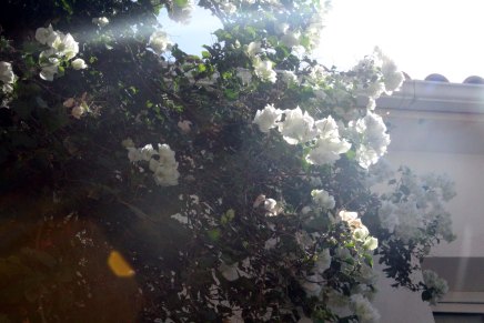 paikallisväriä zakynthosilla