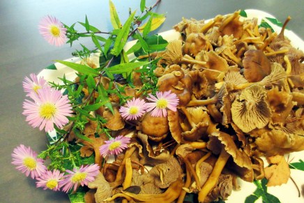 syyspuuhia mökillä ja&nbsp;työhuoneella