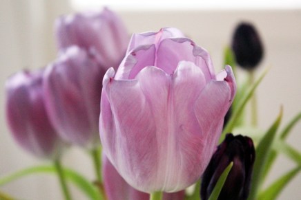 kevättä odotellessa