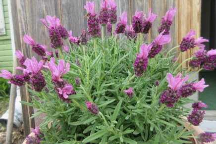 mökki- ja kaupunkipäiviä juhannuksen&nbsp;jälkeen