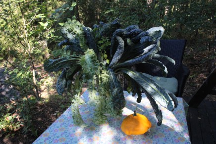 palmulehtikaaliwokki