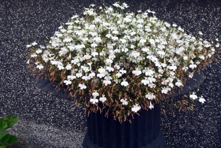 syksyn opinnot alkoivat