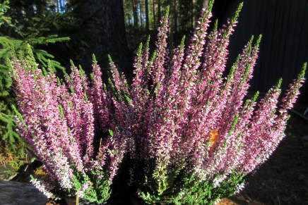 taidekurssit ovat alkaneet