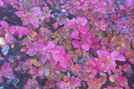 luvassa ennätyslämmintä