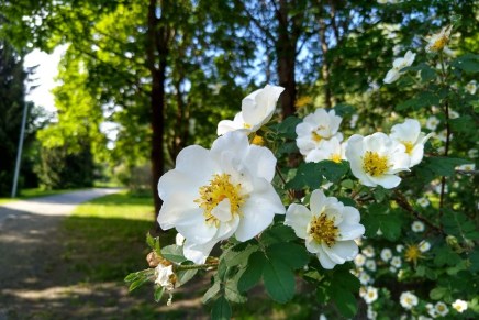 melkein kesälomalla