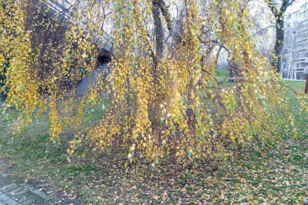 talvesta ei tietoakaan