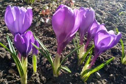 omaishoitajan lomaviikko