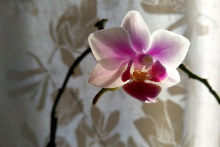 puolialastomat viidakossa