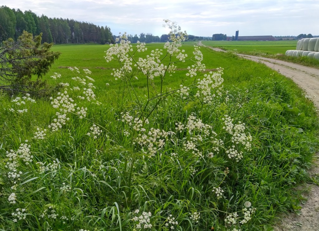 KOIRANPUTKIA SUONTAAN PELTOTIELLÄ
