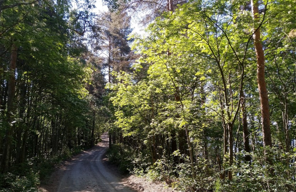 KEVÄÄN VIHREYTTÄ RUSKEENKÄRJEN TUNTUMASSA
