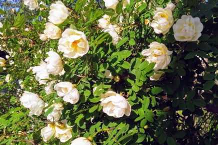 juhlahumua juhannusviikolla