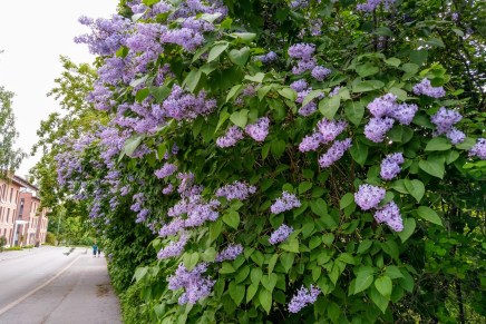 ilon pilkahduksia kaaoksen&nbsp;keskellä