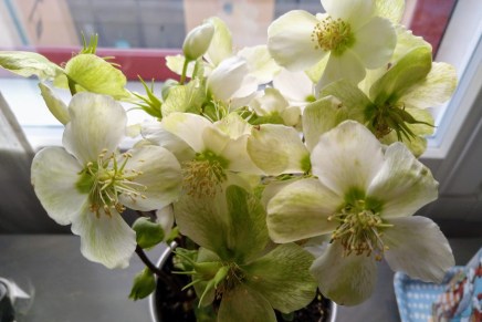 vaarallisen liukasta