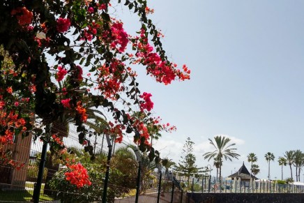 samppanjaa ja tarotennustuksia