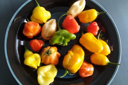 värillä on väliä