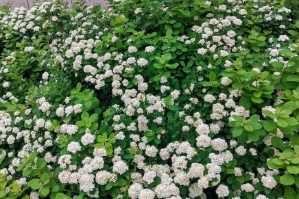 juhannusviikko alkoi viileänä