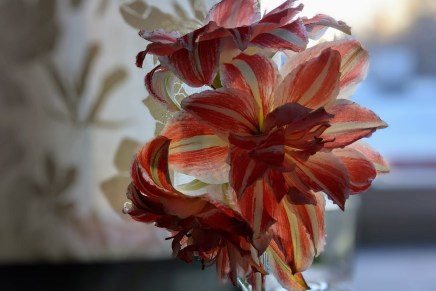 talvi on tullut&nbsp;jäädäkseen?